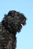 BOUVIER DES FLANDRES 326